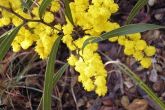 A-Touch-of-Spring