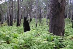 Fern-Carpet
