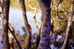 Graceful-Mangroves
