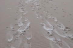 04_WindbrokenFootprints