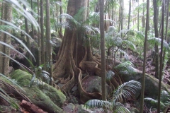 Mt-Warning-track-25_7_10