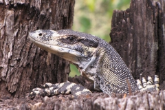 12-Goanna-Winner-David-Rae