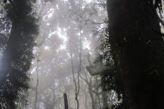 13-Misty-Bush-Flora-Fauna-Runner-up-Karla-Hamilton