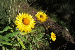 14-Sunny-days-Flora-Fauna-Hon-Mention-Karla-Hamilton