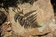 15-Leaf-Shadow-Maroon-Hon-Mention-Ted-Wassenberg