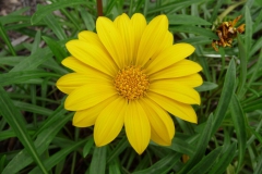 17-Yellow-Daisy-Miniscule-25.3.2012-Mt-Cootha-Gardens-Photography-Session-Runner-up-Peter-Endacott