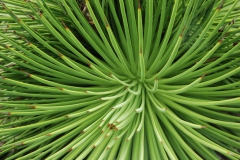 19-Spiky-Beauty-Miniscule-25.3.2012-Mt-Cootha-Gardens-Photography-Session-Hon-Mention-Peter-Endacott