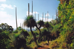 15.-Grass-Trees
