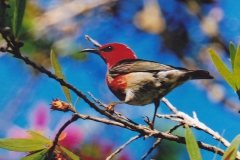 18.-Scarlet-Honey-Eater