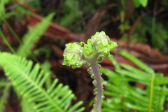 21.-Bejewelled-Frond