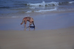 39.-Dingo-@-the-beach