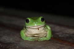 SONY DSC
