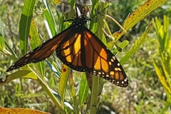 Just-Hangin-in-the-Sun