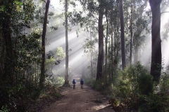 Misty-Morning