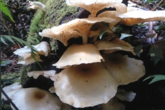 All-Frills