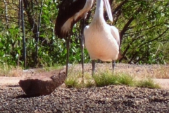 Jabiru-Jabberwockys