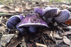 Purple-Surprise