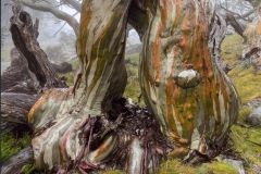 Ancient-Snow-Gums