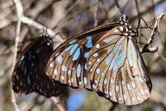 Blue-Tiger