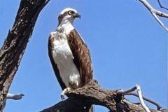 Osprey-Encounter