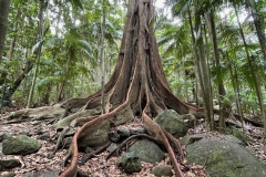 Landscape_Winner_TJB-Strangler-Mt-Tamborine-IMG_6705