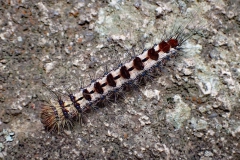 LivingCreatures_RunnerUp_Jacob_Furry-Caterpillar