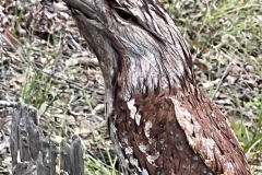 LivingCreatures_Winner_TJB-Tawny-FM-Log-on-Log-Whites-Hill-IMG_7046
