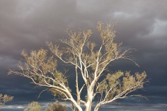 Open_Winner_Tineke_Strzelecki-Desert-Tree