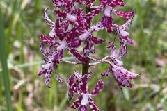 SmallThings_RunnerUp_TJB-Hyacinth-Orchid-BKB-IMG_8829