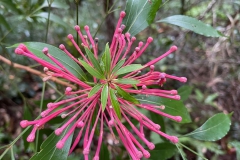 SmallThings_WinnerTJB-Wild-Tree-Waratah-Shipstern-Circuit-IMG_6925
