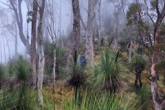 WINNER LANDSCAPE - "Early Morning Mist" - Julie Cummings