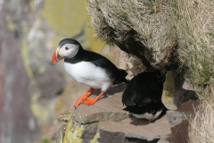 Nesting-Puffins-Latrabjarg-Westfjords-Iceland