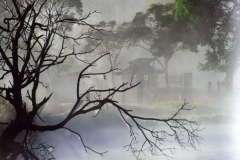 WINNER OPEN + MEMBERS CHOICE - "Morning Walk" - Larnie Watts