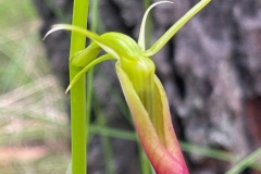 WINNER SMALL THINGS - "Slipper Orchid" - Terry Brown
