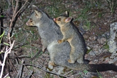 WINNER LIVING CREATURES - "Piggyback" - Jacob Berger