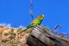 \'Budgie\'  