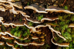 \'Fungi\'