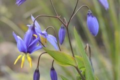 1.-Delicate-Blue-Leah-Stephens