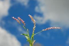 3.-Reaching-For-The-Sky-Jacob-Berger