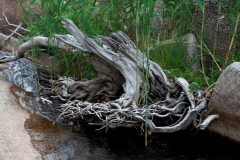 4.-Natural-Sculpture-John-Kolcze