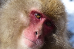 5.-Monkey-Face-Fiona-Bannister
