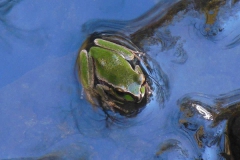 97.-Frog-Julie-Cummings